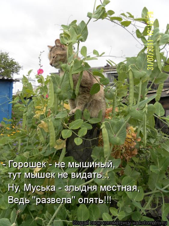 - Горошек - не мышиный, тут мышек не видать... Ну, Муська - злыдня местная, Ведь "развела" опять!!!... Котоматрица: - Горошек - не мышиный, тут мышек не видать... Ну, Муська - злыдня местная, Ведь "развела" опять!!!