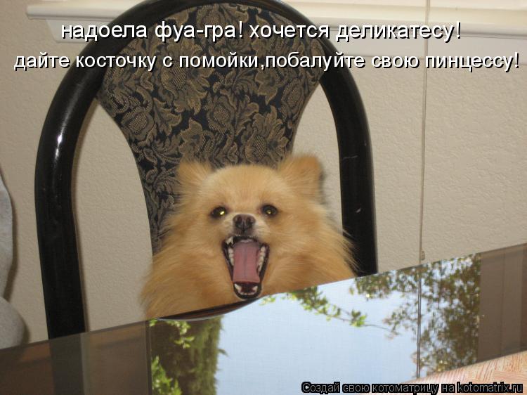надоела фуа-гра! хочется деликатесу! дайте косточку с помойки,побалуйте свою пинцессу!... Котоматрица: надоела фуа-гра! хочется деликатесу! дайте косточку с помойки,побалуйте свою пинцессу!