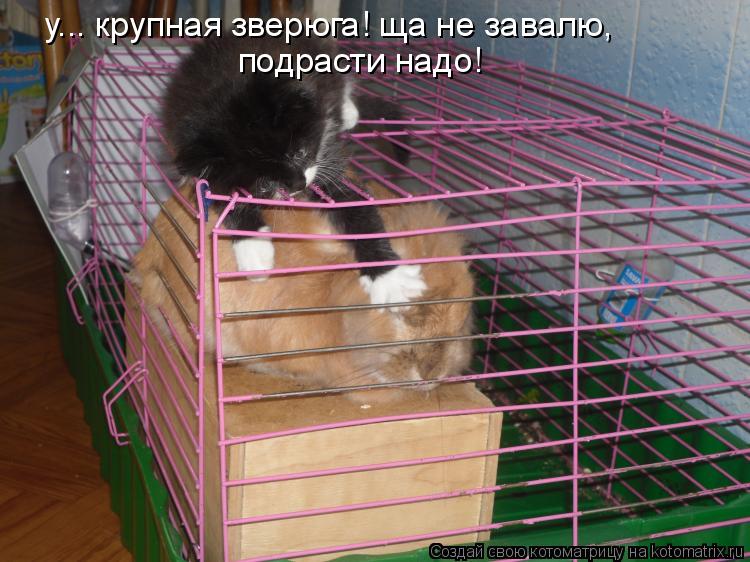 у... крупная зверюга! ща не завалю, подрасти надо!... Котоматрица: у... крупная зверюга! ща не завалю, подрасти надо!