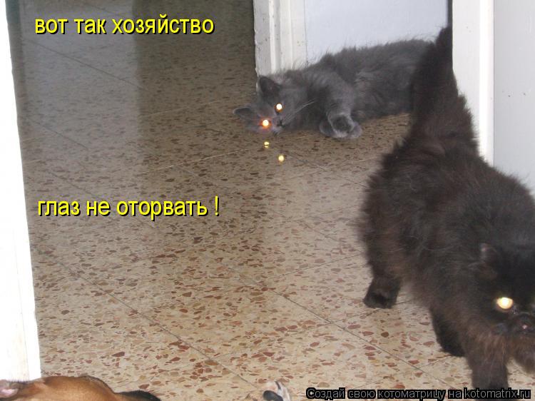 вот так хозяйство глаз не оторвать !... Котоматрица: вот так хозяйство глаз не оторвать !
