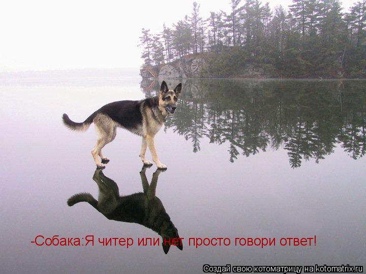 -Собака:Я читер или нет просто говори ответ!... Котоматрица: -Собака:Я читер или нет просто говори ответ!