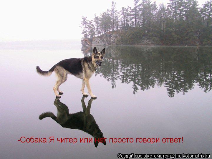 Котоматрица: -Собака:Я читер или нет просто говори ответ!