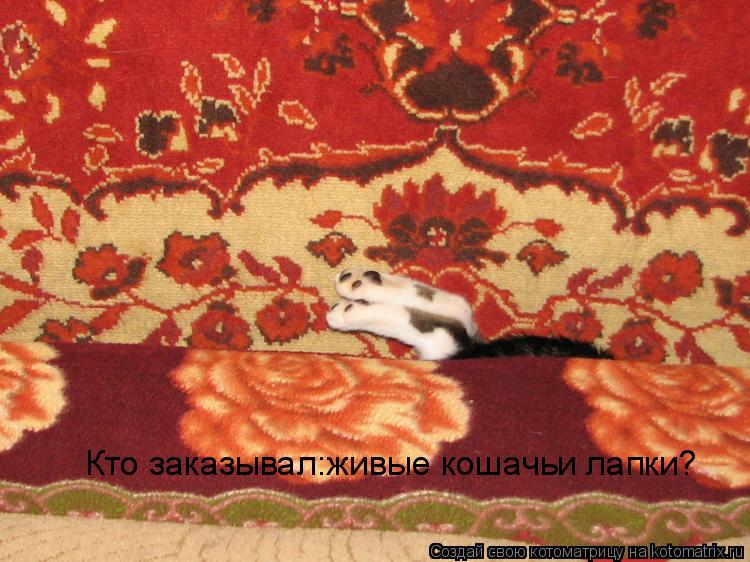 Кто заказывал:живые кошачьи лапки?... Котоматрица: Кто заказывал:живые кошачьи лапки?