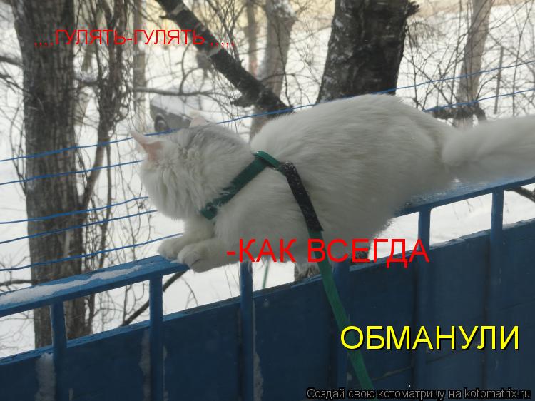,,,,ГУЛЯТЬ-ГУЛЯТЬ ,,,,, -КАК ВСЕГДА ОБМАНУЛИ... Котоматрица: ,,,,ГУЛЯТЬ-ГУЛЯТЬ ,,,,, -КАК ВСЕГДА ОБМАНУЛИ