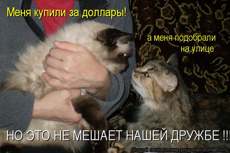 Меня купили за доллары! а меня подобрали на улице НО ЭТО НЕ МЕШАЕТ НАШЕЙ ДРУЖБЕ !!!... Котоматрица: Меня купили за доллары! а меня подобрали на улице НО ЭТО НЕ МЕШАЕТ НАШЕЙ ДРУЖБЕ !!!
