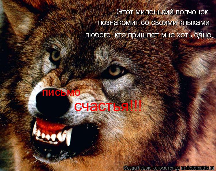 Этот миленький волчонок письмо счастья!!! познакомит со своими клыками любого, кто пришлёт мне хоть о... Котоматрица: Этот миленький волчонок письмо счастья!!! познакомит со своими клыками любого, кто пришлёт мне хоть одно