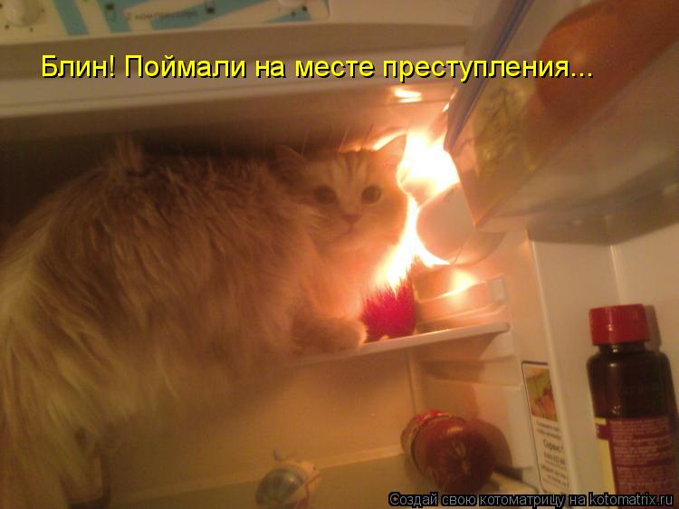 Блин! Поймали на месте преступления...... Котоматрица: Блин! Поймали на месте преступления...