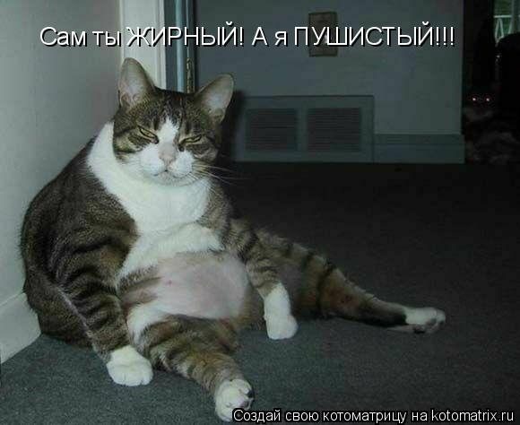Сам ты ЖИРНЫЙ! А я ПУШИСТЫЙ!!!... Котоматрица: Сам ты ЖИРНЫЙ! А я ПУШИСТЫЙ!!!