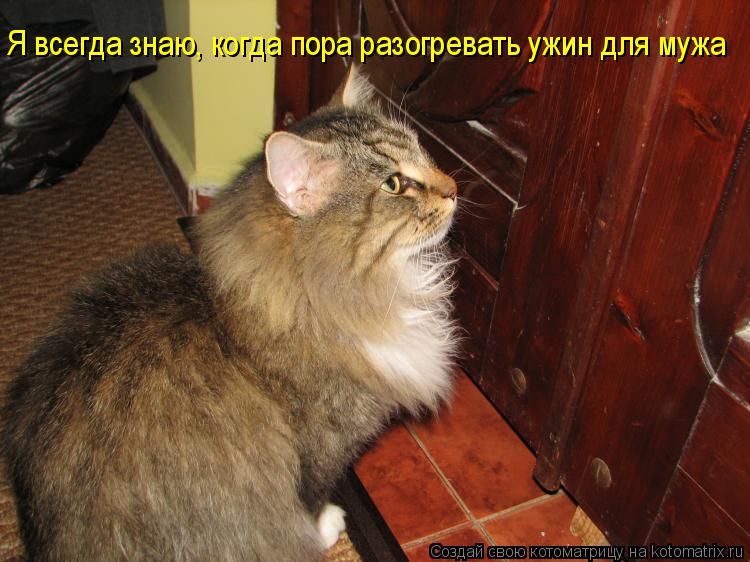 Я всегда знаю, когда пора разогревать ужин для мужа... Котоматрица: Я всегда знаю, когда пора разогревать ужин для мужа