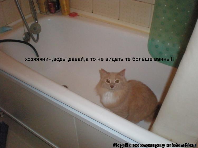 хозяяяиин,воды давай,а то не видать те больше ванны!!... Котоматрица: хозяяяиин,воды давай,а то не видать те больше ванны!!