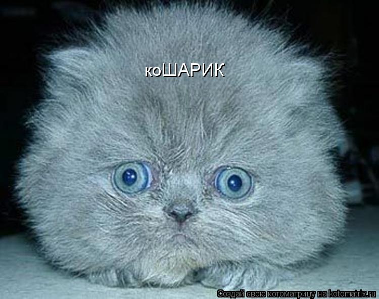 коШАРИК... Котоматрица: коШАРИК