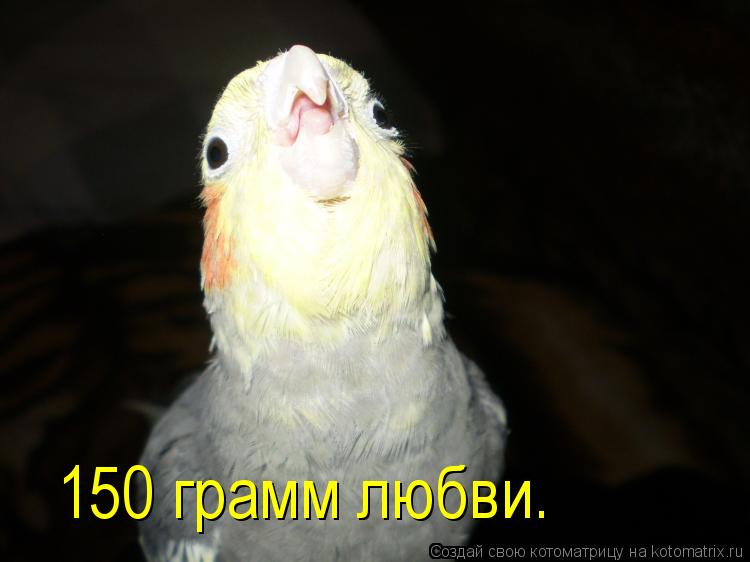 150 грамм любви.... Котоматрица: 150 грамм любви.