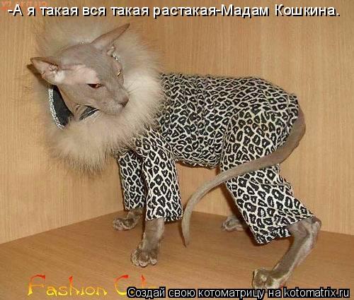 -А я такая вся такая растакая-Мадам Кошкина.... Котоматрица: -А я такая вся такая растакая-Мадам Кошкина.
