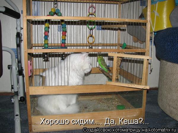 Хорошо сидим.... Да, Кеша?...... Котоматрица: Хорошо сидим.... Да, Кеша?...