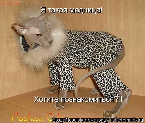 Я такая модница! Хотите познакомиться?!!... Котоматрица: Я такая модница! Хотите познакомиться?!!