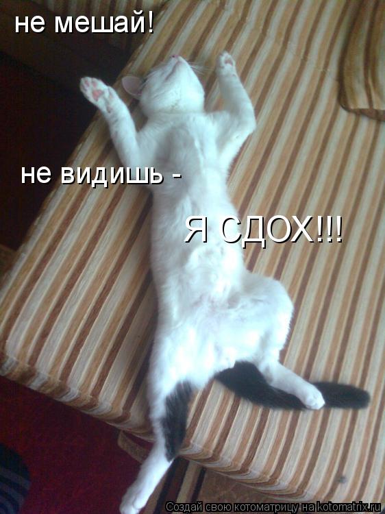 не мешай! не видишь - Я СДОХ!!!... Котоматрица: не мешай! не видишь - Я СДОХ!!!