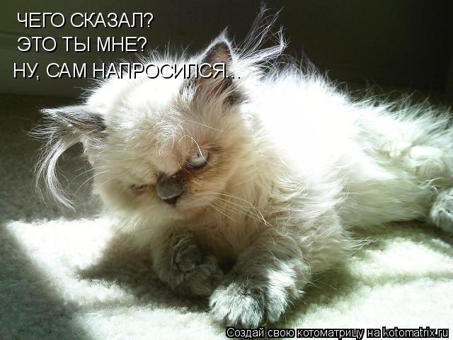ЧЕГО СКАЗАЛ? ЭТО ТЫ МНЕ? НУ, САМ НАПРОСИЛСЯ...... Котоматрица: ЧЕГО СКАЗАЛ? ЭТО ТЫ МНЕ? НУ, САМ НАПРОСИЛСЯ...