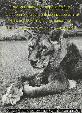 Этого малыша- я на дереве нашла. С дерева его сняла и домой к себе взяла! Я его полюбила и к себе пр... Котоматрица: Этого малыша- я на дереве нашла. С дерева его сняла и домой к себе взяла! Я его полюбила и к себе приютила! Теперь он со мною живёт и со мною мя