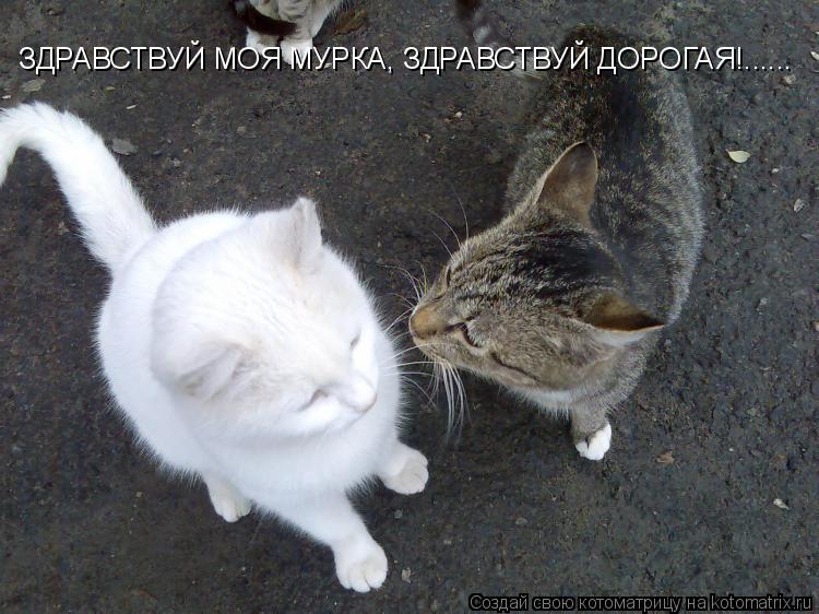 ЗДРАВСТВУЙ МОЯ МУРКА, ЗДРАВСТВУЙ ДОРОГАЯ!......... Котоматрица: ЗДРАВСТВУЙ МОЯ МУРКА, ЗДРАВСТВУЙ ДОРОГАЯ!......
