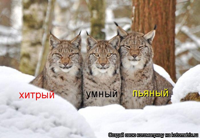 хитрый умный пьяный... Котоматрица: хитрый умный пьяный