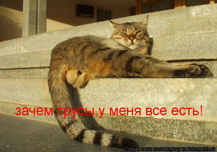 зачем трусы,у меня все есть!... Котоматрица: зачем трусы,у меня все есть!