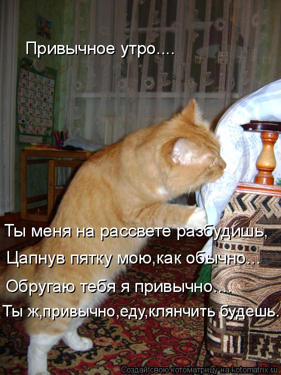 Ты меня на рассвете разбудишь, Цапнув пятку мою,как обычно... Обругаю тебя я привычно.... Ты ж,привыч... Котоматрица: Ты меня на рассвете разбудишь, Цапнув пятку мою,как обычно... Обругаю тебя я привычно.... Ты ж,привычно,еду,клянчить будешь... Привычное утро....