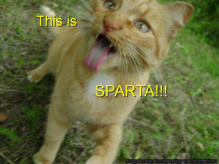 This is SPARTA!!!... Котоматрица: This is SPARTA!!!