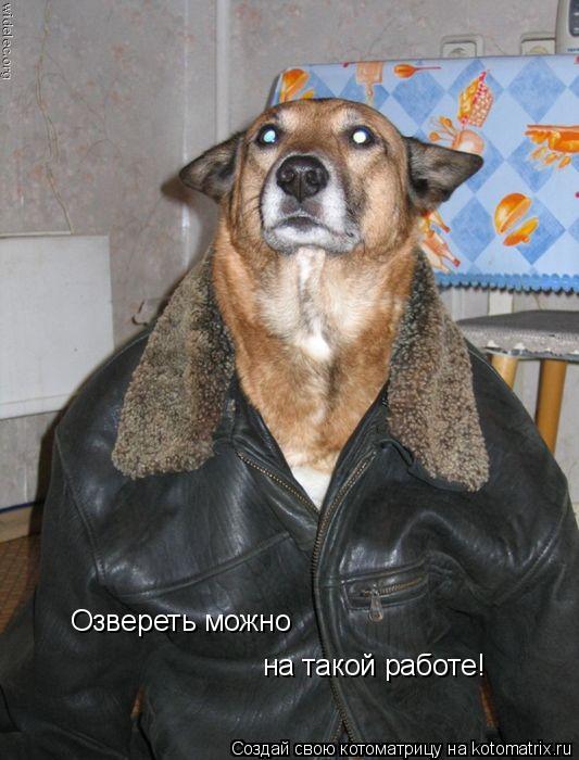 Озвереть можно на такой работе!... Котоматрица: Озвереть можно на такой работе!
