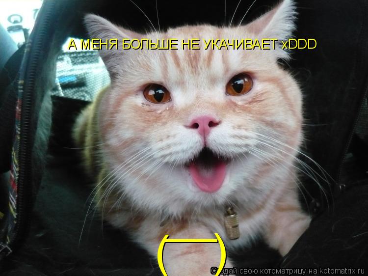 ( __ ) А МЕНЯ БОЛЬШЕ НЕ УКАЧИВАЕТ xDDD... Котоматрица: ( __ ) А МЕНЯ БОЛЬШЕ НЕ УКАЧИВАЕТ xDDD