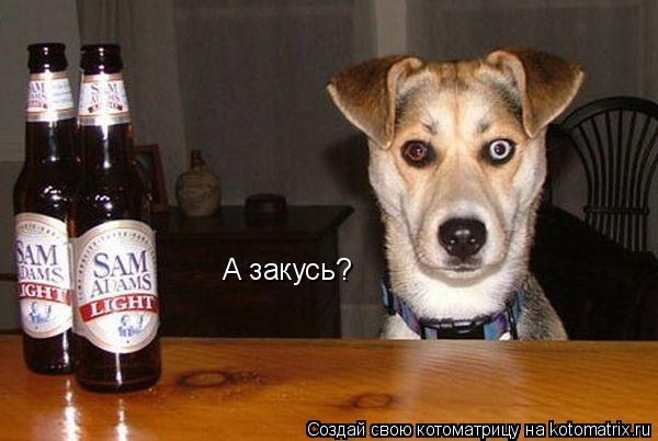 А закусь?... Котоматрица: А закусь?
