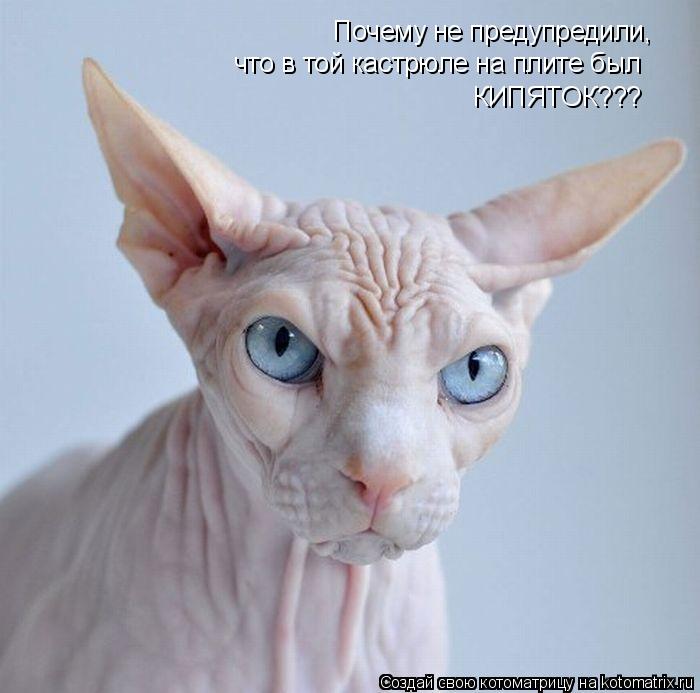 Почему не предупредили, что в той кастрюле на плите был КИПЯТОК???... Котоматрица: Почему не предупредили, что в той кастрюле на плите был КИПЯТОК???