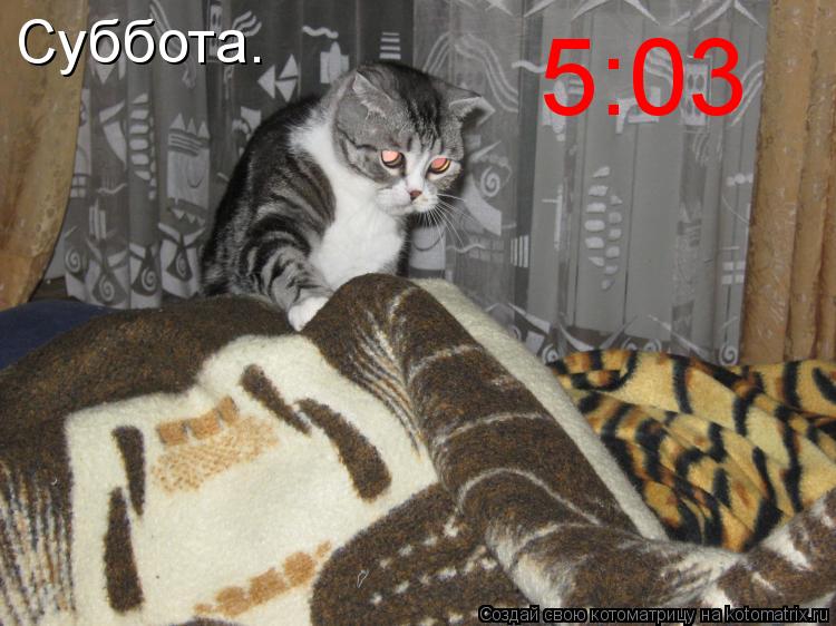 Суббота. 5:03... Котоматрица: Суббота. 5:03