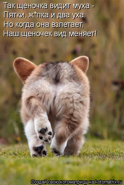Так щеночка видит муха - Пятки, ж*пка и два уха. Но когда она взлетает, Наш щеночек вид меняет!... Котоматрица: Так щеночка видит муха - Пятки, ж*пка и два уха. Но когда она взлетает, Наш щеночек вид меняет!