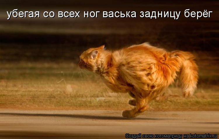 убегая со всех ног васька задницу берёг... Котоматрица: убегая со всех ног васька задницу берёг