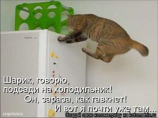 Шарик, говорю, подсади на холодильник! Он, зараза, как гавкнет! И вот я почти уже там...... Котоматрица: Шарик, говорю, подсади на холодильник! Он, зараза, как гавкнет! И вот я почти уже там...