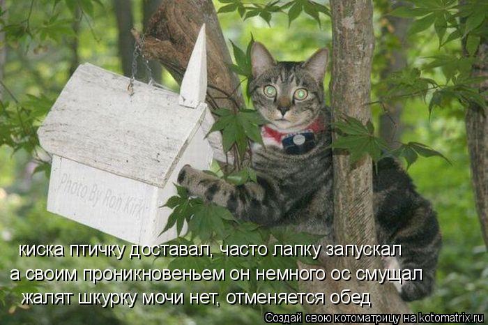киска птичку доставал, часто лапку запускал а своим проникновеньем он немного ос смущал жалят шкурку ... Котоматрица: киска птичку доставал, часто лапку запускал а своим проникновеньем он немного ос смущал жалят шкурку мочи нет, отменяется обед