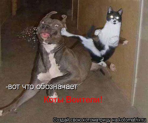 -вот что обозначает Коты Воители!... Котоматрица: -вот что обозначает Коты Воители!