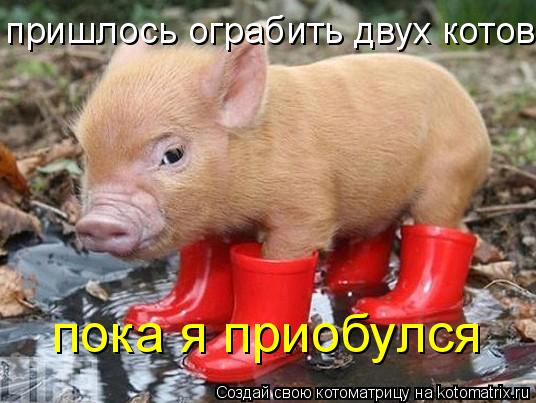 Котоматрица: пришлось ограбить двух котов пока я приобулся