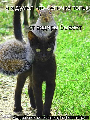 а я думал что белочка только от водяры бывает... Котоматрица: а я думал что белочка только от водяры бывает