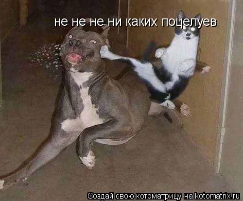 не не не ни каких поцелуев... Котоматрица: не не не ни каких поцелуев