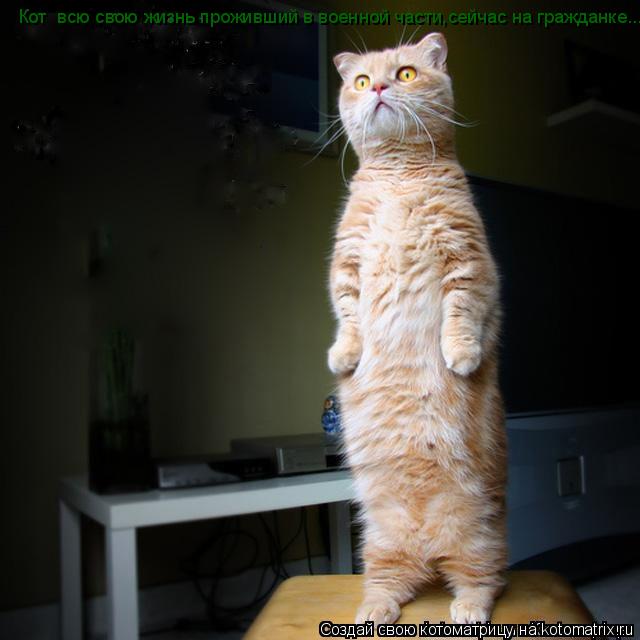 Кот всю свою жизнь проживший в военной части,сейчас на гражданке...... Котоматрица: Кот всю свою жизнь проживший в военной части,сейчас на гражданке...
