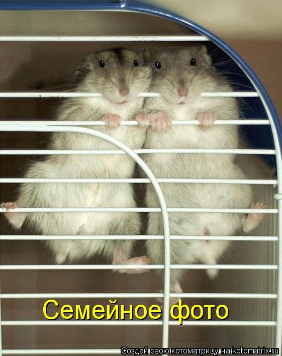 Семейное фото... Котоматрица: Семейное фото