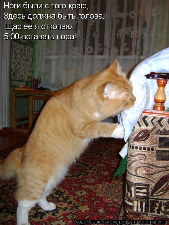 Ноги были с того краю, Здесь должна быть голова. Щас её я откопаю: 5.00-вставать пора!... Котоматрица: Ноги были с того краю, Здесь должна быть голова. Щас её я откопаю: 5.00-вставать пора!