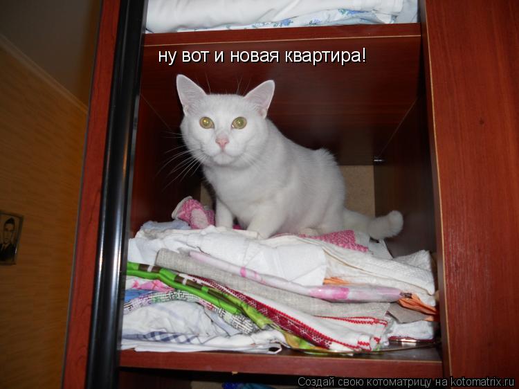 ну вот и новая квартира!... Котоматрица: ну вот и новая квартира!