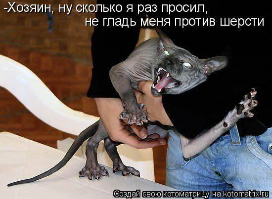 -Хозяин, ну сколько я раз просил не гладь меня против шерсти ,... Котоматрица: -Хозяин, ну сколько я раз просил не гладь меня против шерсти ,