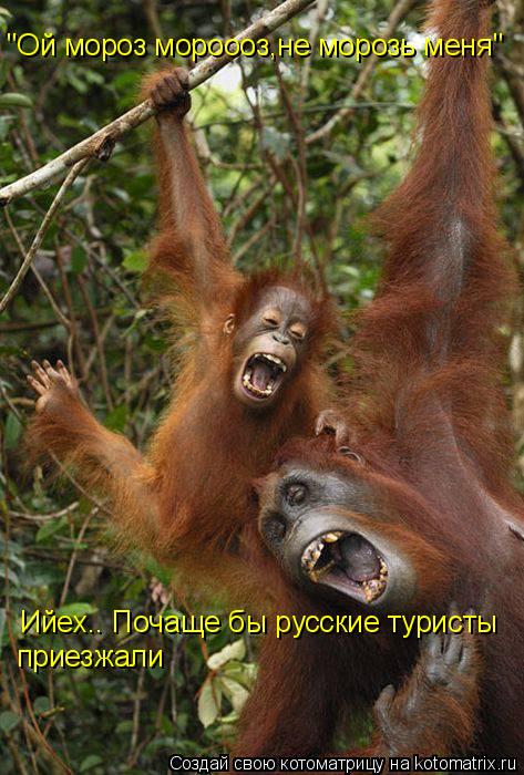 "Ой мороз мороооз,не морозь меня" Ийех.. Почаще бы русские туристы приезжали... Котоматрица: "Ой мороз мороооз,не морозь меня" Ийех.. Почаще бы русские туристы приезжали