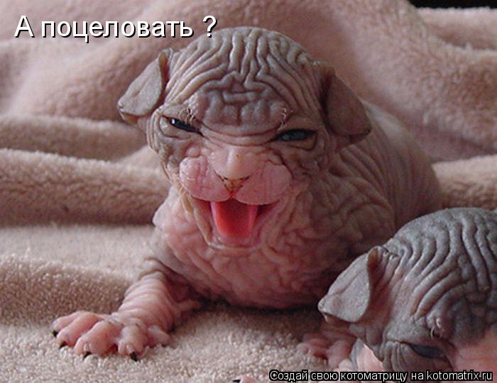А поцеловать ?... Котоматрица: А поцеловать ?