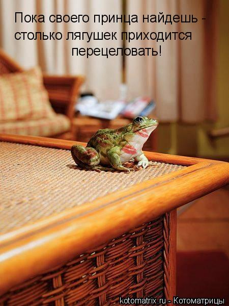 Пока своего принца найдешь - столько лягушек приходится перецеловать!... Котоматрица: Пока своего принца найдешь - столько лягушек приходится перецеловать!