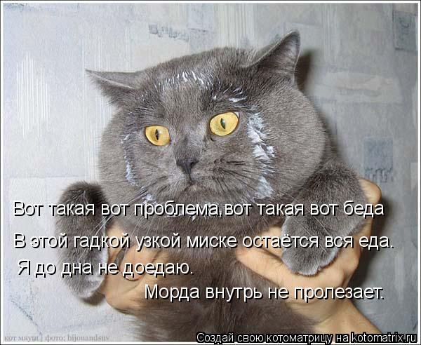 Вот такая вот проблема,вот такая вот беда В этой гадкой узкой миске остаётся вся еда. Я до дна не дое... Котоматрица: Вот такая вот проблема,вот такая вот беда В этой гадкой узкой миске остаётся вся еда. Я до дна не доедаю. Морда внутрь не пролезает.