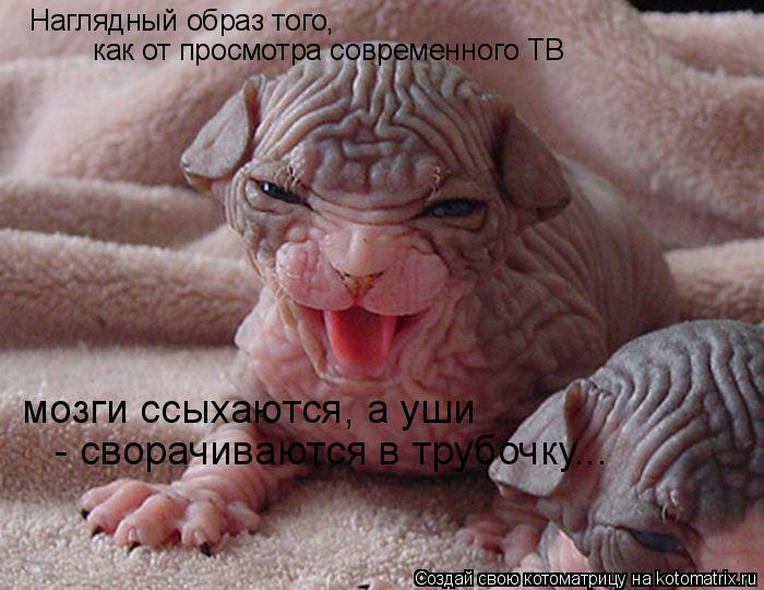 Наглядный образ того, как от просмотра современного ТВ мозги ссыхаются, а уши - сворачиваются в труб... Котоматрица: Наглядный образ того, как от просмотра современного ТВ мозги ссыхаются, а уши - сворачиваются в трубочку...